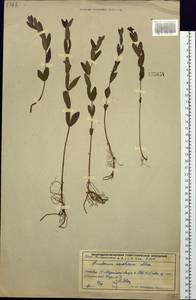 Triadenum japonicum (Bl.) Makino, Siberia, Russian Far East (S6) (Russia)