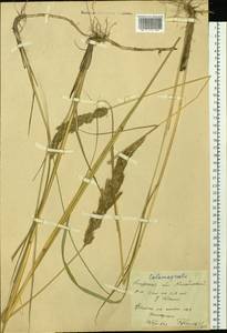 Calamagrostis, Siberia, Russian Far East (S6) (Russia)
