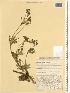 Potentilla virgata Lehm., Mongolia (MONG) (Mongolia)