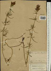 Dracocephalum ruyschiana L., Eastern Europe, Central forest region (E5) (Russia)