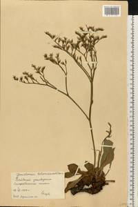 Goniolimon tataricum (L.) Boiss., Eastern Europe, North Ukrainian region (E11) (Ukraine)