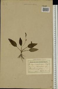 Plantago major L., Eastern Europe, Belarus (E3a) (Belarus)