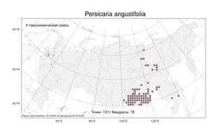 Persicaria angustifolia (Pall.) Ronse Decr., Atlas of the Russian Flora (FLORUS) (Russia)