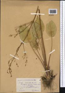 Alisma plantago-aquatica L., Middle Asia, Caspian Ustyurt & Northern Aralia (M8) (Kazakhstan)