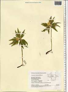 Anemone ranunculoides L., Eastern Europe, Central region (E4) (Russia)