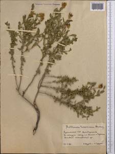 Rosa ×kopetdaghensis Meff., Middle Asia, Karakum (M6) (Turkmenistan)