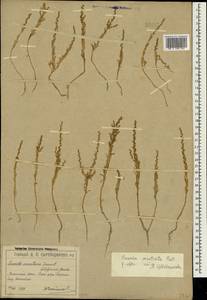 Suaeda prostrata Pall., Crimea (KRYM) (Russia)