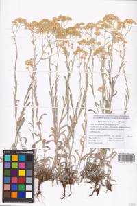 Helichrysum nogaicum Tzvelev, Eastern Europe, Lower Volga region (E9) (Russia)