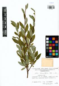 Salix rhamnifolia Pall., Siberia, Baikal & Transbaikal region (S4) (Russia)