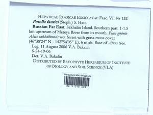 Porella fauriei (Steph.) S. Hatt., Bryophytes, Bryophytes - Russian Far East (excl. Chukotka & Kamchatka) (B20) (Russia)