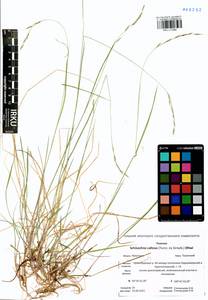 Schizachne purpurascens subsp. callosa (Turcz. ex Griseb.) T.Koyama & Kawano, Siberia, Baikal & Transbaikal region (S4) (Russia)