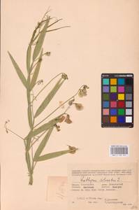 Lathyrus sylvestris L., Eastern Europe, Western region (E3) (Russia)