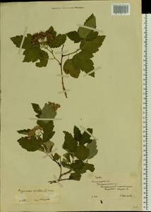 Physocarpus opulifolius (L.) Maxim., Eastern Europe, Lower Volga region (E9) (Russia)