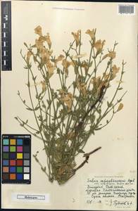 Salvia schmalhausenii, Middle Asia, Western Tian Shan & Karatau (M3) (Uzbekistan)