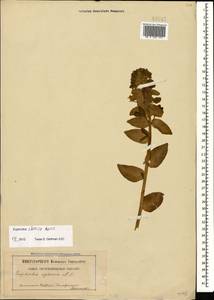 Euphorbia iberica Boiss., Caucasus, Stavropol Krai, Karachay-Cherkessia & Kabardino-Balkaria (K1b) (Russia)