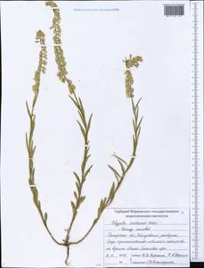 Polygala nicaeensis subsp. mediterranea Chod., Eastern Europe, Middle Volga region (E8) (Russia)