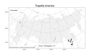 Trapella sinensis Oliv., Atlas of the Russian Flora (FLORUS) (Russia)