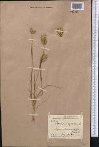 Eremopyrum bonaepartis (Spreng.) Nevski, Middle Asia, Karakum (M6) (Turkmenistan)