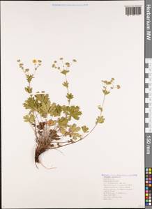 Potentilla thuringiaca Bernh. ex Link, Caucasus, Black Sea Shore (from Novorossiysk to Adler) (K3) (Russia)