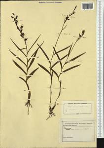 Cephalanthera longifolia (L.) Fritsch, Western Europe (EUR) (Italy)
