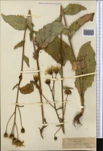 Crepis sibirica L., Middle Asia, Northern & Central Tian Shan (M4) (Kazakhstan)