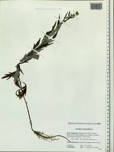 Artemisia integrifolia L., Siberia, Baikal & Transbaikal region (S4) (Russia)