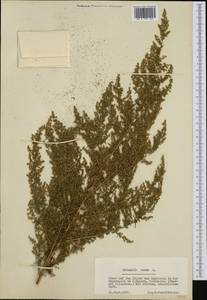 Artemisia annua L., Western Europe (EUR) (Austria)