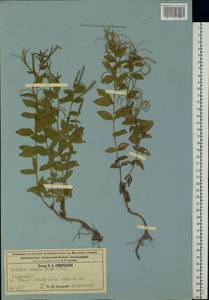 Epilobium roseum subsp. subsessile (Boiss.) P. H. Raven, Eastern Europe, Moscow region (E4a) (Russia)