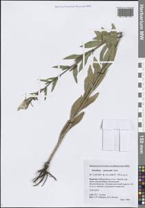 Oenothera × rubricaulis Kleb., Siberia, Baikal & Transbaikal region (S4) (Russia)