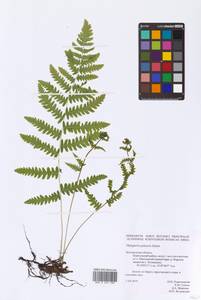 Thelypteris palustris Schott, Eastern Europe, Central forest-and-steppe region (E6) (Russia)