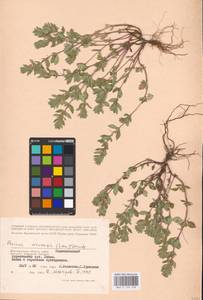 MHA 0 156 528, Clinopodium acinos (L.) Kuntze, Eastern Europe, Lower Volga region (E9) (Russia)