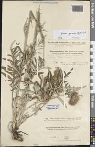 Jurinea cyanoides (L.) Rchb., Eastern Europe, North Ukrainian region (E11) (Ukraine)