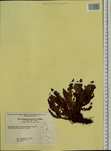 Dryopteris fragrans (L.) Schott, Siberia, Chukotka & Kamchatka (S7) (Russia)