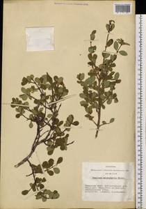 Lonicera microphylla Willd. ex Roem. & Schult., Siberia, Altai & Sayany Mountains (S2) (Russia)