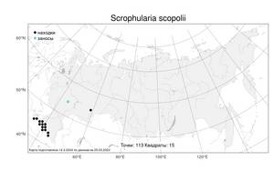 Scrophularia scopolii Hoppe, Atlas of the Russian Flora (FLORUS) (Russia)