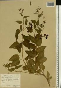 Solanum dulcamara L., Eastern Europe, Eastern region (E10) (Russia)