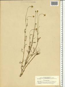 Matricaria chamomilla L., Eastern Europe, Moscow region (E4a) (Russia)