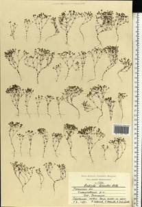 Radiola linoides Roth, Eastern Europe, Central region (E4) (Russia)