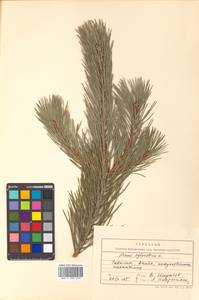 Pinus sylvestris L., Siberia, Russian Far East (S6) (Russia)