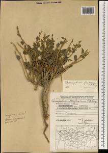 Chenopodium frutescens C. A. Mey., Mongolia (MONG) (Mongolia)