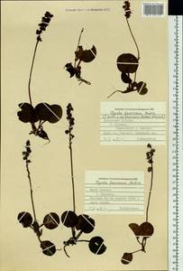 Pyrola faurieana Andres, Siberia, Russian Far East (S6) (Russia)