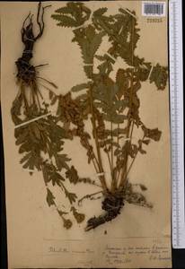 Potentilla longifolia Willd., Middle Asia, Dzungarian Alatau & Tarbagatai (M5) (Kazakhstan)