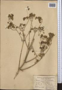 Ferula gigantea B. Fedtsch., Middle Asia, Pamir & Pamiro-Alai (M2) (Tajikistan)