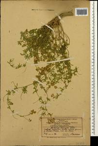 Medicago sativa subsp. varia (Martyn)Arcang., Caucasus, Azerbaijan (K6) (Azerbaijan)