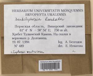 Barbilophozia barbata (Schmidel ex Schreb.) Loeske, Bryophytes, Bryophytes - Permsky Krai, Udmurt Republic, Sverdlovsk & Kirov Oblasts (B8) (Russia)