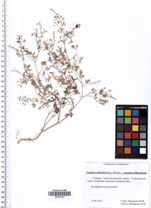 Fumaria schleicheri Soy.-Will., Eastern Europe, Middle Volga region (E8) (Russia)