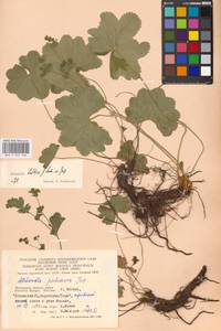 Alchemilla baltica Sam. ex Juz., Eastern Europe, Moscow region (E4a) (Russia)