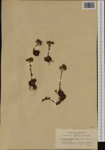 Sempervivum montanum subsp. stiriacum (Wettst. ex Hayek) Hayek, Western Europe (EUR) (Italy)