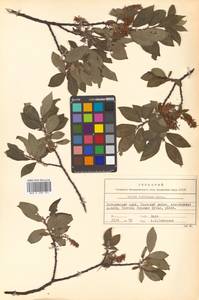 Salix bebbiana Sarg., Siberia, Russian Far East (S6) (Russia)