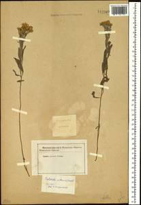 Galatella villosa (L.) Rchb. fil., Siberia (no precise locality) (S0) (Russia)